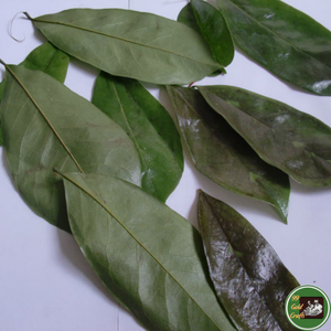 Feuilles de corossol séchées de haute qualité, matière botanique naturelle pour la production de thé et de boissons, Vietnam - Product Image 6