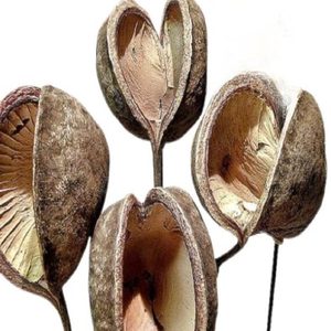 High Quality Artificial Buddha Nut <b>Dried</b> <b>Flower</b> Badam Material for Home Decor Mother's Day Christmas Back School Birthday - Product Image 1