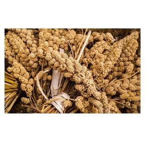 Bon marché, stock en vrac, grains de millet biologique à vendre en vrac avec livraison rapide - Product Image 6