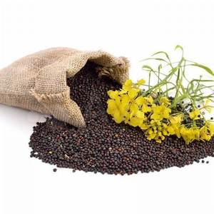 Graines de canola biologiques en vrac pour les usines alimentaires, prix pour les graines de lin et de chia - Product Image 6