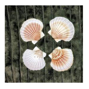 Coquille de pétoncle utilisée pour les paramètres de buffet d'affichage des aliments Exigences de restauration et d'emballage de cadeaux d'événement - Product Image 1