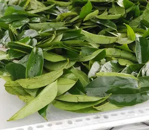 베트남의 저렴한 자연 건조 수스 잎