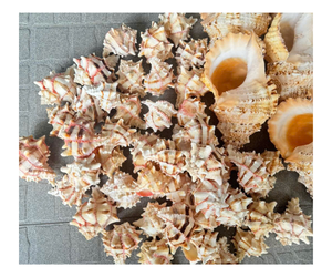 Décor à la maison projet d'artisanat Styles spirale Mini coquillages océan plage conque petits coquillages turbo - Product Image 1