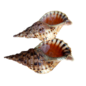 Conchas de Caracol de trompeta Charonis Tritonis-Concha de caracol reina de calidad superior para artesanías, las mejores ventas de concha de trompeta pulida - Product Image 1