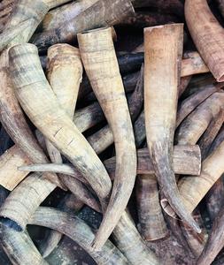 Cuernos de Búfalo Naturales y Puntas de Cuerno de Animales Crudos de Tamaño Personalizado para Exportación, Proveedor de la India - Product Image 3