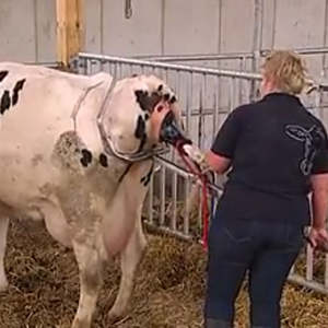 Pinzas Veterinarias de Acero Inoxidable Reutilizables al por Mayor para Ganado, Equipo Veterinario Duradero - Product Image 2