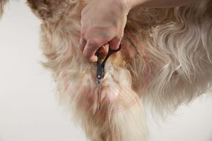 Ciseaux amincissants professionnels pour chiens et chats pour droitiers Ciseaux de coupe de cheveux personnalisés - Product Image 3