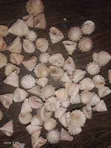 Conchas de mar naturales para la decoración del hogar y acuarios ideales para su reventa en una gran variedad de tamaños en diferentes colores. - Product Image 5