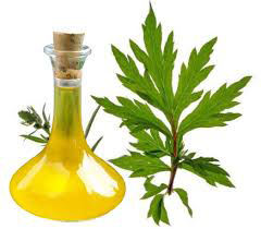 น้ำมัน ravinsara essentie บริสุทธิ์จาก100% น้ำมัน ravinsara บริสุทธิ์น้ำมันหอมระเหย - Product Image 2