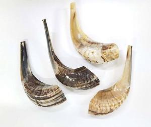 Shofars soufflants artisanaux artisanaux naturels-Cornes de buffle et de bélier de style animal polies pour la décoration intérieure fabriquées en Inde - Product Image 3