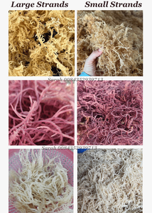 Eucheuma orgánico, musgo de mar seco para procesamiento de alimentos: venta al por mayor, precio competitivo de Vietnam. - Product Image 5