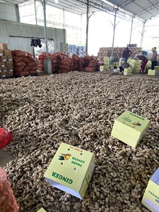 Gingembre frais sec moulu de haute qualité, biologique, pour épices, cuisine indienne et asiatique, distributeur en gros Vietnam 99GD 0,5kg 2 - Product Image 3