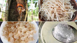 Proveedor de Goma Natural de Sterculia Foetida (Karaya) de Vietnam a Mejor Precio - Product Image 3