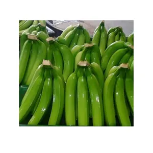 价格优惠的新鲜产品-越南新鲜水果卡文迪许香蕉-直接出口商