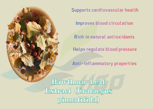 HGO Suministro directo de fábrica Extracto de hoja de espino natural puro (Crataegus pinnatifida) (grado alimenticio) Flavonoides de hoja de espino 55% - Product Image 5