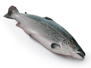 Pescado de salmón del Atlántico fresco, pescado entero congelado directamente de Noruega, proveedor rápido con entrega mundial, empaquetado en caja a granel - Product Image 4