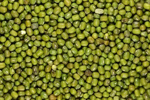 Moong dal vert de qualité export, avec un taux d'humidité maximal de douze pour cent et un taux de particules étrangères minimal de zéro point cinq pour cent, nettoyé. - Product Image 3