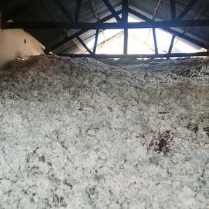 Paca de Algodón Crudo Blanqueado para Uso Médico y de Relleno, para Hilatura y Producción de Tejidos No Tejidos - Product Image 1