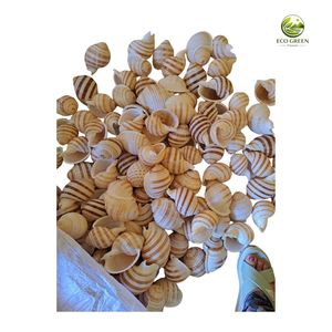 Concha de Atún Natural con Manchas, Concha Marina Pulida Ecológica para Decoración del Hogar, Playa, Joyería, Manualidades, Exhibición en Acuarios - Product Image 5
