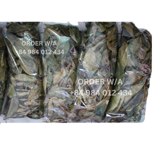 Hojas de Guanábana secas Hojas perfectas, no Gmo verificado, 100% Natural - Product Image 5