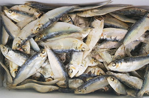 ผลิตภัณฑ์ปลาเฮอร์ริ่งแห้งธรรมชาติราคาส่งถูก - Product Image 5