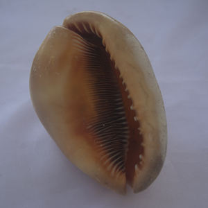 Cypraecassis Rufa Seashell Jewelry Tallado a mano Big Shell Motivo Rojo Tamaño 10-12cm - Product Image 5