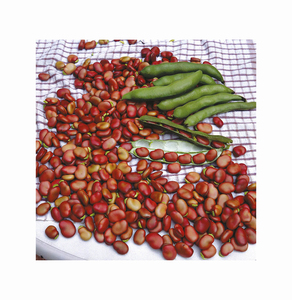Fèves de cheval éthiopien Faba de haute qualité fraîches et séchées pour les aliments disponibles dans un sac d'emballage en vrac - Product Image 3