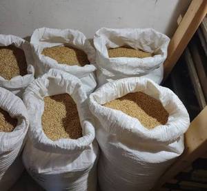 Granos de Trigo Duro Orgánico de Alta Calidad Certificados, Granos Largos Marrones, 100% Pureza, 11-12% de Proteína, Origen Países Bajos - Product Image 2