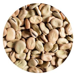 Fèves fraîches/séchées à prix d'usine de haute qualité à vendre en gros - Product Image 5