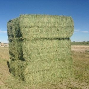 Offre Spéciale : Litière et Jouets à Mâcher Naturels pour Petits Animaux – Foin de Prêle Séché pour Hamsters et Lapins - Product Image 6