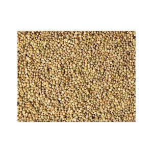 เมล็ดกัวมีจำนวนมากเพื่อส่งออกไปยังบริษัทผลิตหมากฝรั่งและอุตสาหกรรม - Product Image 5