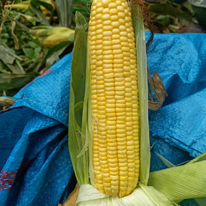 OFERTA CALIENTE MAÍZ CONGELADO DE ALTA CALIDAD, 100% NATURAL DE VIETNAM - Product Image 2