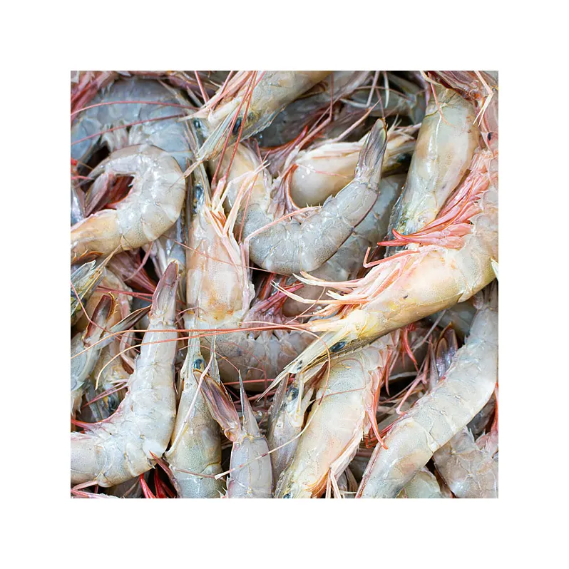 Fresh Frozen Vannamei Shrimps Live Eels of Good Quality Delicious Seafood