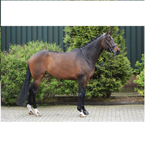 Prix bon marché en gros nouvelle tendance Style à la mode dernière conception de haute qualité bride en cuir de cheval de haute qualité à la mode - Product Image 3