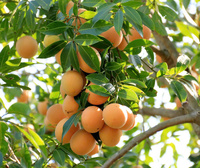 Prune mariale vietnamienne |   Gandaria |   Prune mangue pour l'exportation
