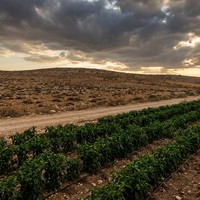 Ruban goutte-à-goutte plat de 16 mm à économie d'eau de précision, uniformité à 95 %, ligne d'irrigation goutte-à-goutte compensatrice de pression pour une culture efficace