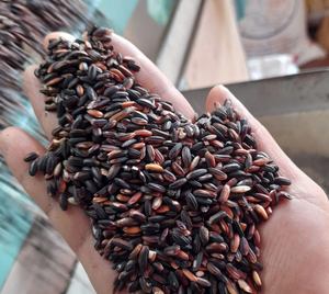 Arroz orgánico saludable-Arroz negro/marrón/rojo de Vietnam-Alta NUTRICIÓN Y MEJOR PRECIO Marca Vilaconic 2 años de vida útil - Product Image 5