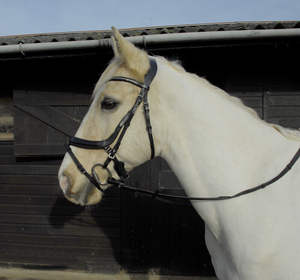 FREEFORM ANATOMIC Acolchado Show WORKER HUNTER Hunt FLAT 4cm CUT-AWAY Brida Cuero genuino Caballo de moda Brida Caballo - Product Image 2