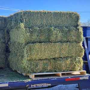 Balles de foin de luzerne de qualité supérieure à haute teneur en protéines aliments pour animaux destinés aux produits laitiers et au bétail prêts pour l'exportation - Product Image 3