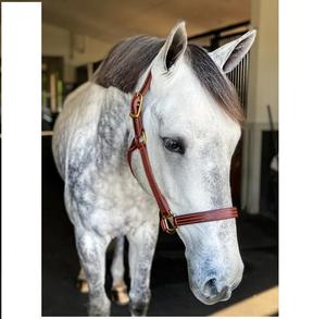 Beval LTD Cuir Durable Triple Stitch Smart Halter Construction Premium - Product Image 1