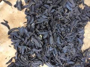 Langosta seca de fábrica, de vacaciones de Vietnam - Product Image 5