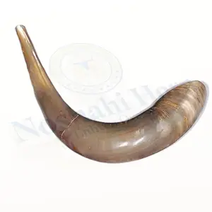 Hot Selling Natural Ram Shofar Horn For Blowing With Exciting Offer Shofar / Kudu / Ram Horn / Polished Shofar By Craftsy Home