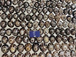 HOT 2024 CÁSCARAS DE BEBÉ DE LACTANCIA PULIDAS OVALADAS LLIMPET CONCHA DE MAR ARTESANÍA PARA BRA BLUE LOTUS VIETNAM AMELIA + 84855014447 - Product Image 4