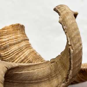 ฮอร์นรูปกามธรรมชาติแท้ทำมือตกแต่งฮอร์นสัตว์สำหรับพิธีกรรมทางจิตวิญญาณศิลปะชนเผ่าการตกแต่งในธีมไวกิ้ง - Product Image 4