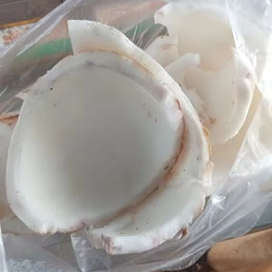 Morceaux de chair de noix de coco surgelés IQF Origine Vietnam Saveur riche Idéal pour l'huile de noix de coco et la noix de coco râpée - Product Image 1