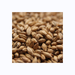 Vente en gros d'orge 100% biologique pour le malt grain d'orge prêt pour l'exportation/grande orge à vendre en vrac - Product Image 6