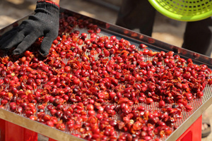Microlote de granos de café de un solo origen al mejor precio, café verde Arábica procesado en húmedo de Vietnam, café de exportación de alta calidad - Product Image 6