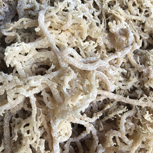 มอสทะเลแห้งสีขาวสำหรับทำเจลส่งออกไปยังสหรัฐอเมริกา - Product Image 1
