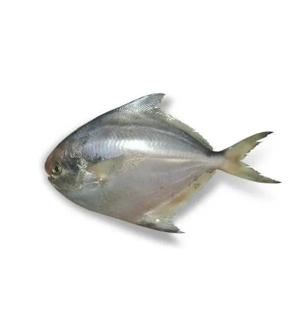 दुनिया भर में निर्यात के लिए सिल्वर पोम्फ्रेट मछली लाल पोम्फ्रेट जमे हुए समुद्री भोजन मछली का सर्वोत्तम गुणवत्ता वाला कम कीमत वाला थोक स्टॉक उपलब्ध है