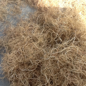 Fertilizante AquaRevive Gracilaria: Mezcla de Algas Orgánicas para Plantas Prósperas - Jardines Más Verdes - Product Image 1